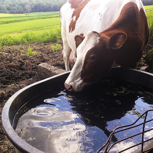 Livestock Operation Pumps